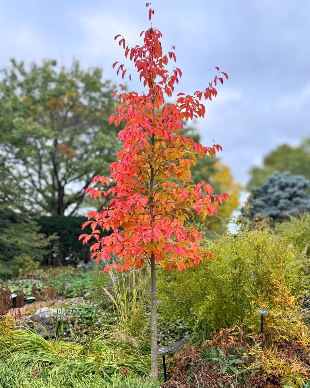 A young Afterburner Black Tupelo in fall, with vibrant red-orange foliage, growing in a naturalized area.